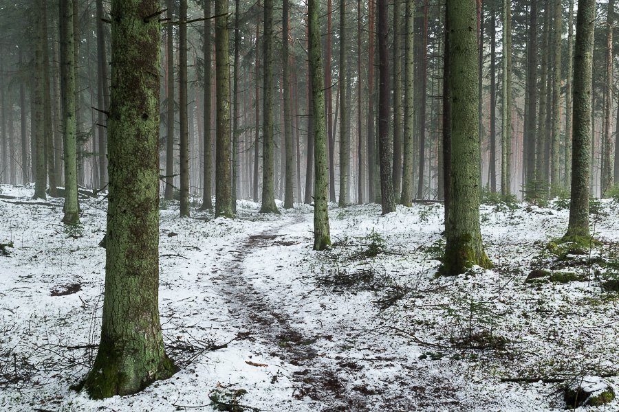 Snowy pine forest trail