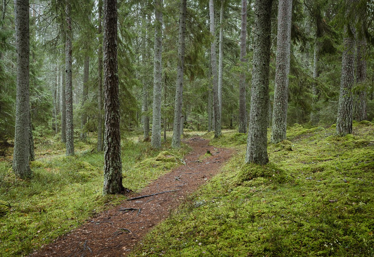 Wet autumn evergreen mossy forest