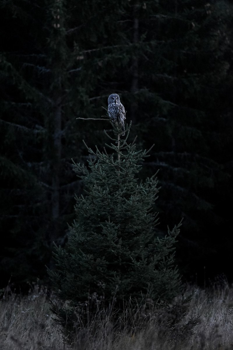 Great grey owl perched on a spruce tree