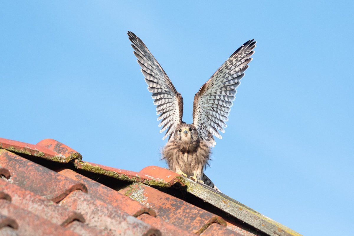 Kestrel fledgling stretching wings