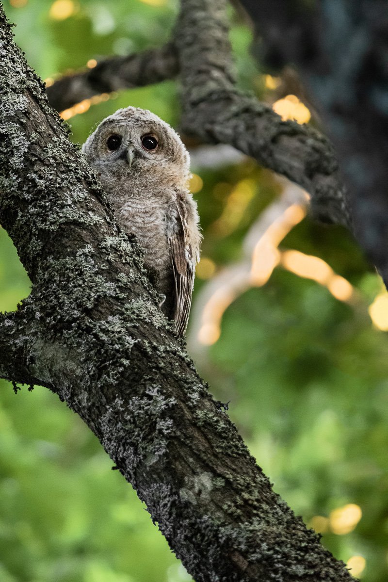Tawny owl fledgling perched on a branch