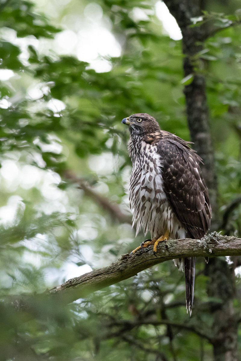 Young northern goshawk perched on a branch